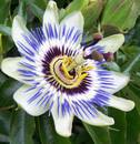 Passionflower Value Package